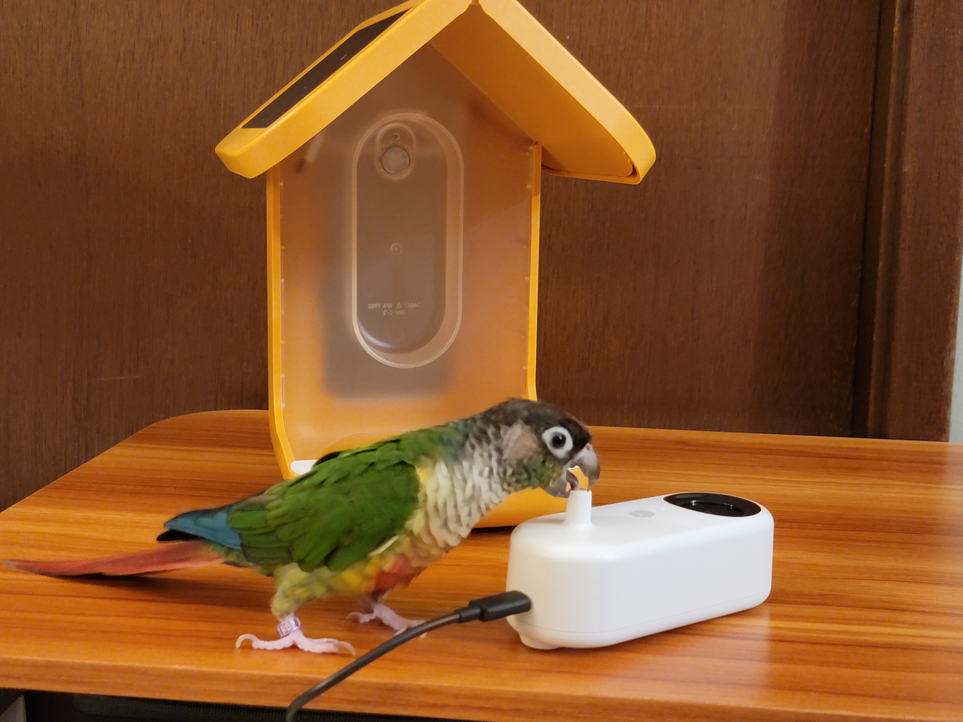 Bird Buddy – smart feeder review – Bogdan Berg