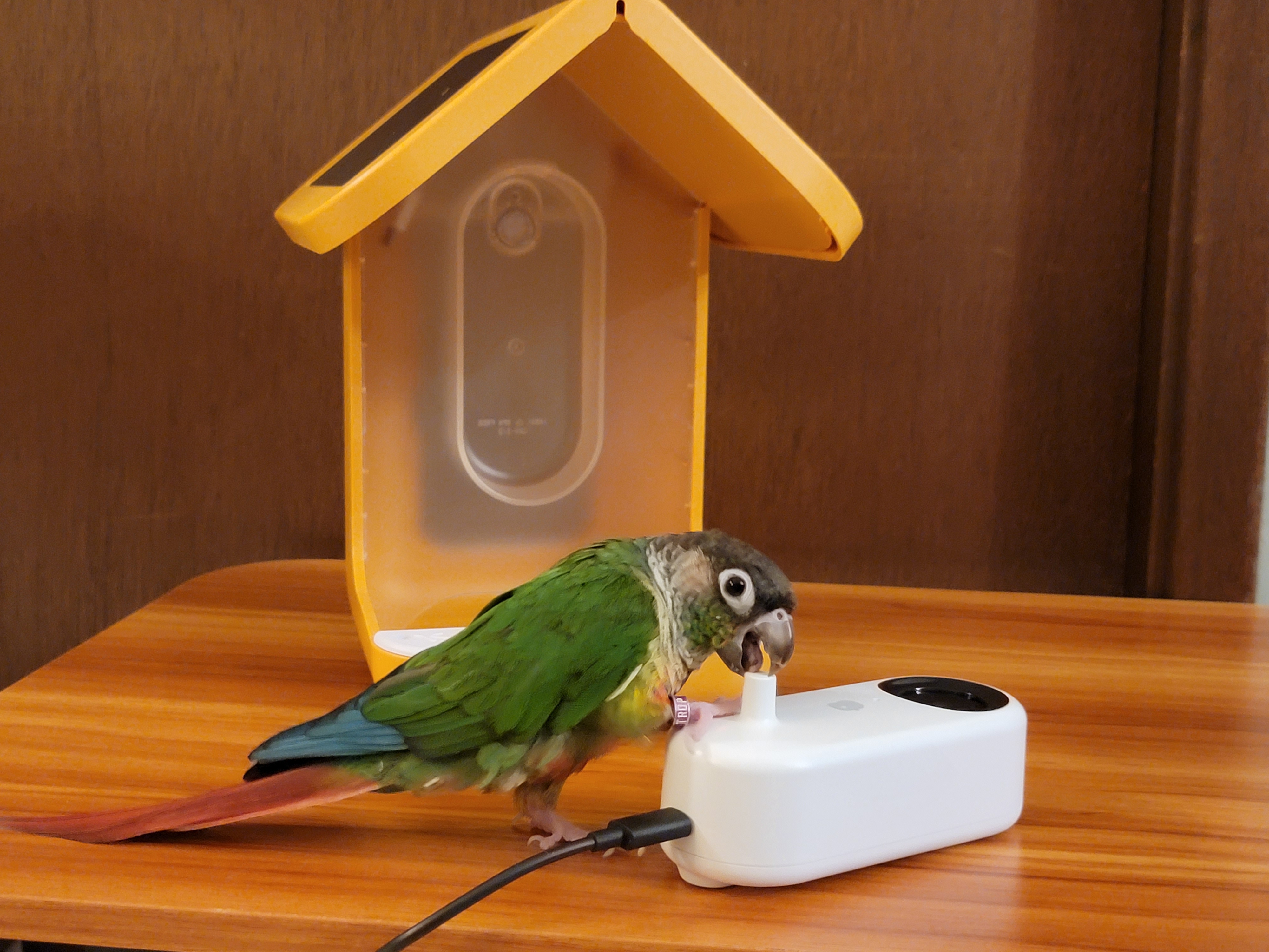 Bird Buddy – smart feeder review – Bogdan Berg