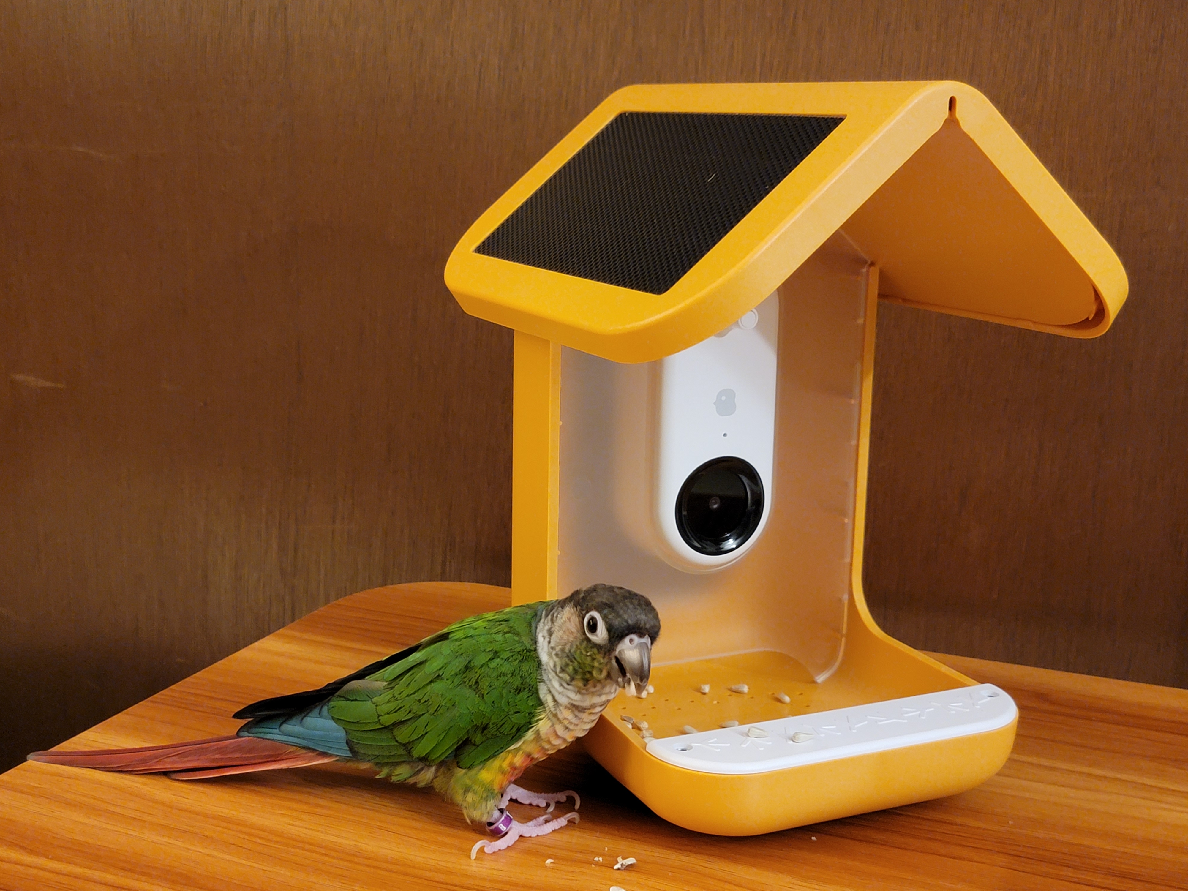 Bird Buddy : Wall Mount