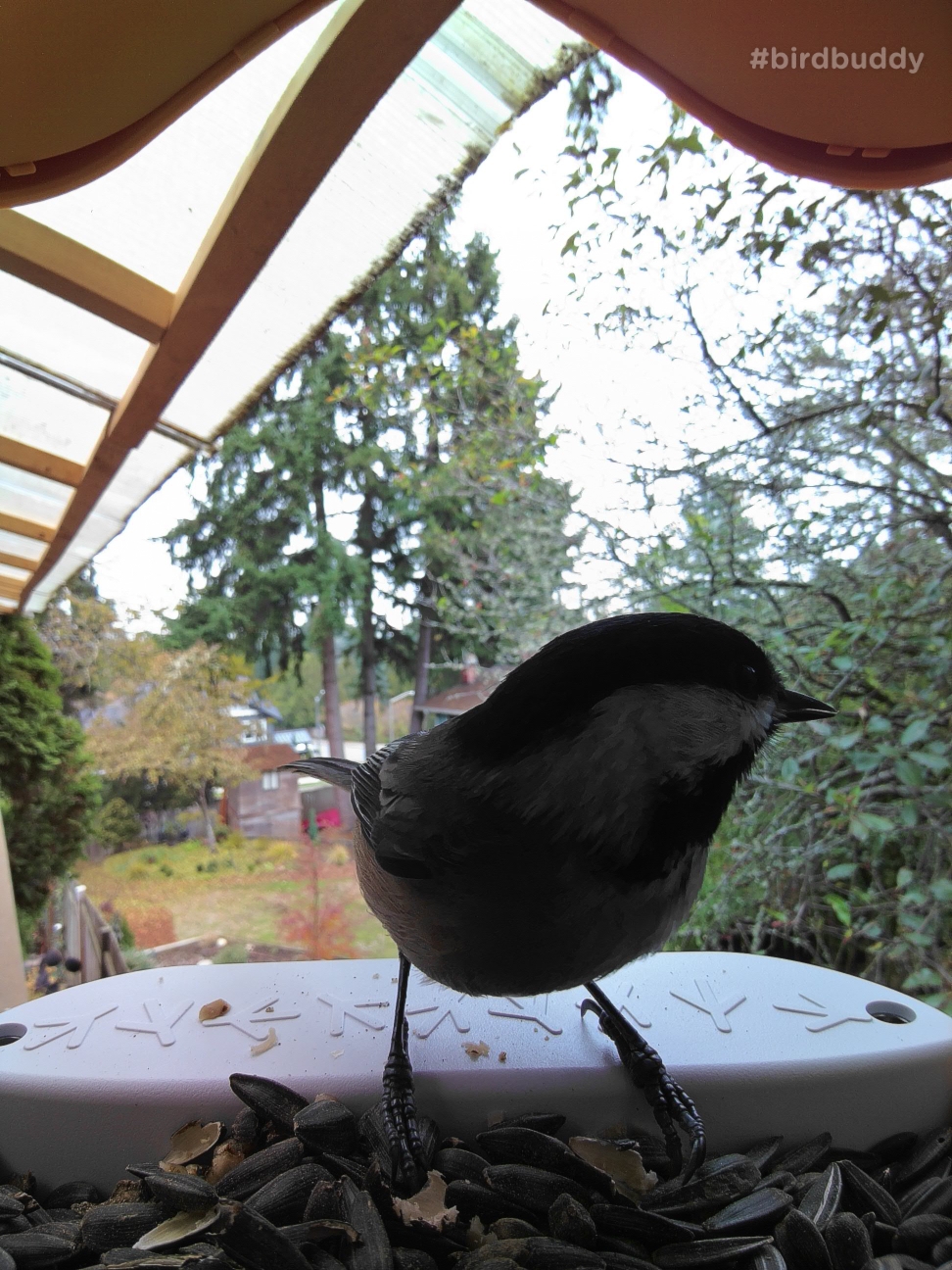 A smart bird feeder turns backyard birdwatching into a game - Springwise
